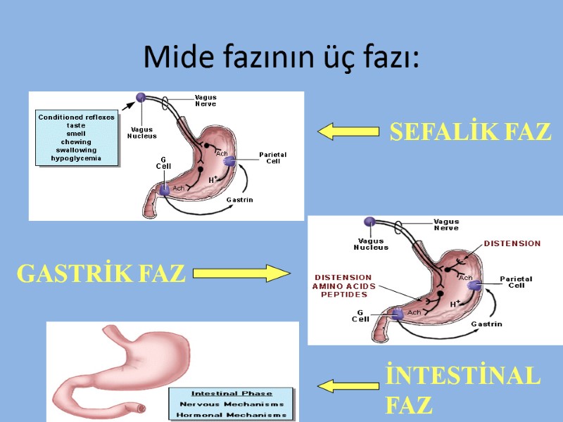 Mide fazının üç fazı: SEFALİK FAZ GASTRİK FAZ İNTESTİNAL FAZ